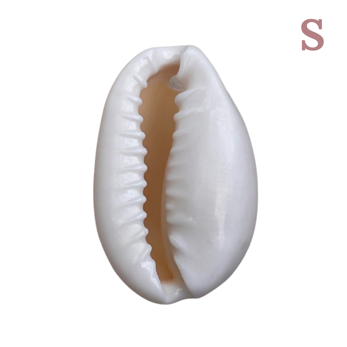 Charm Coquillage naturel